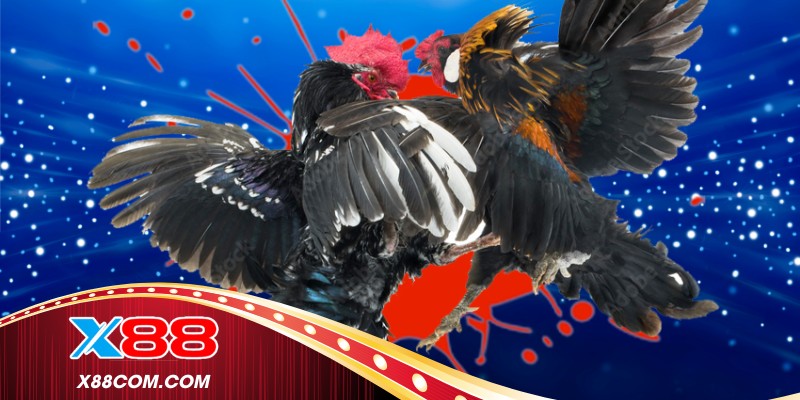 Đá gà Thomo phát sóng với khán đài sôi động