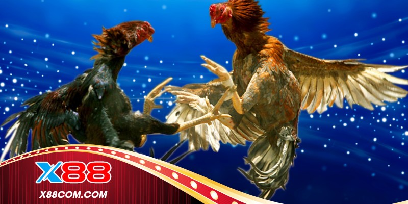 Đá gà trực tiếp 999 với hình ảnh sắc nét 