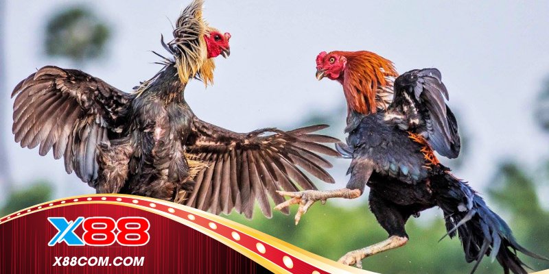 Kế hoạch phân bổ ngân sách khi xem gà đá 