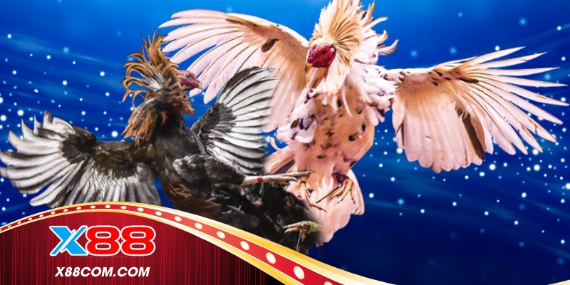 Không khí sôi động khi xem gà đá tiền lớn