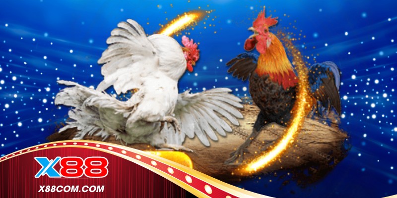 Không khí sôi động tại trường gà 999