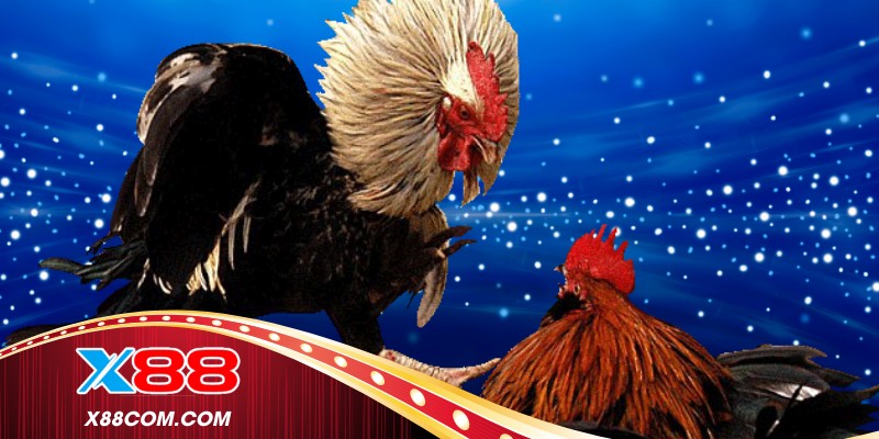 Phân tích phong độ chiến kê trước khi theo dõi