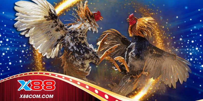 Phân tích phong độ trước khi xem gà đá