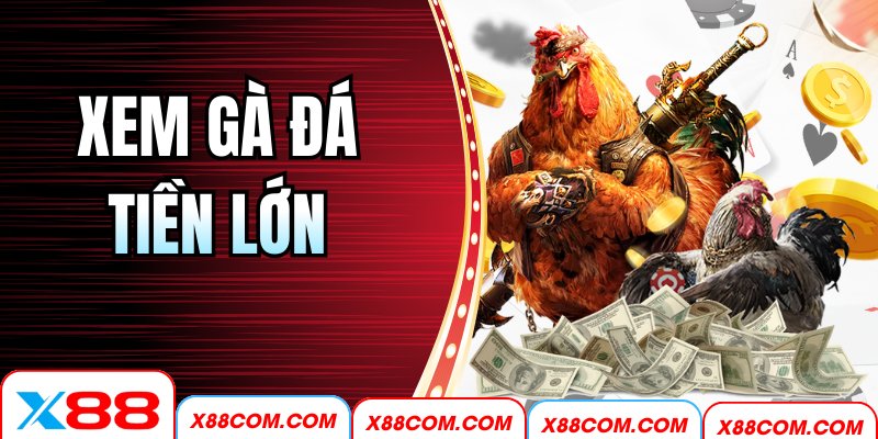 Xem Gà Đá Tiền Lớn